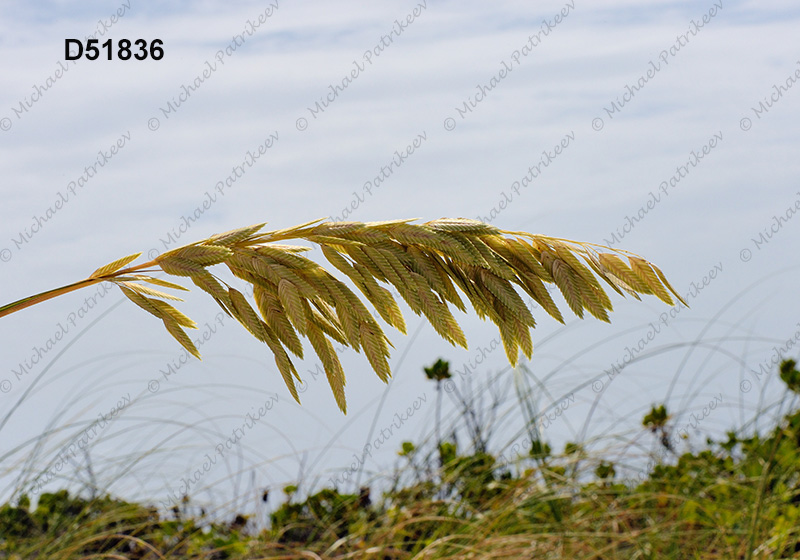 Sea Oats (Uniola paniculata)